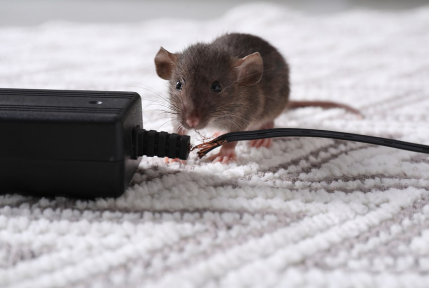 ratas_casa
