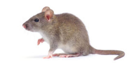 ratones en casa ratones-eliminar